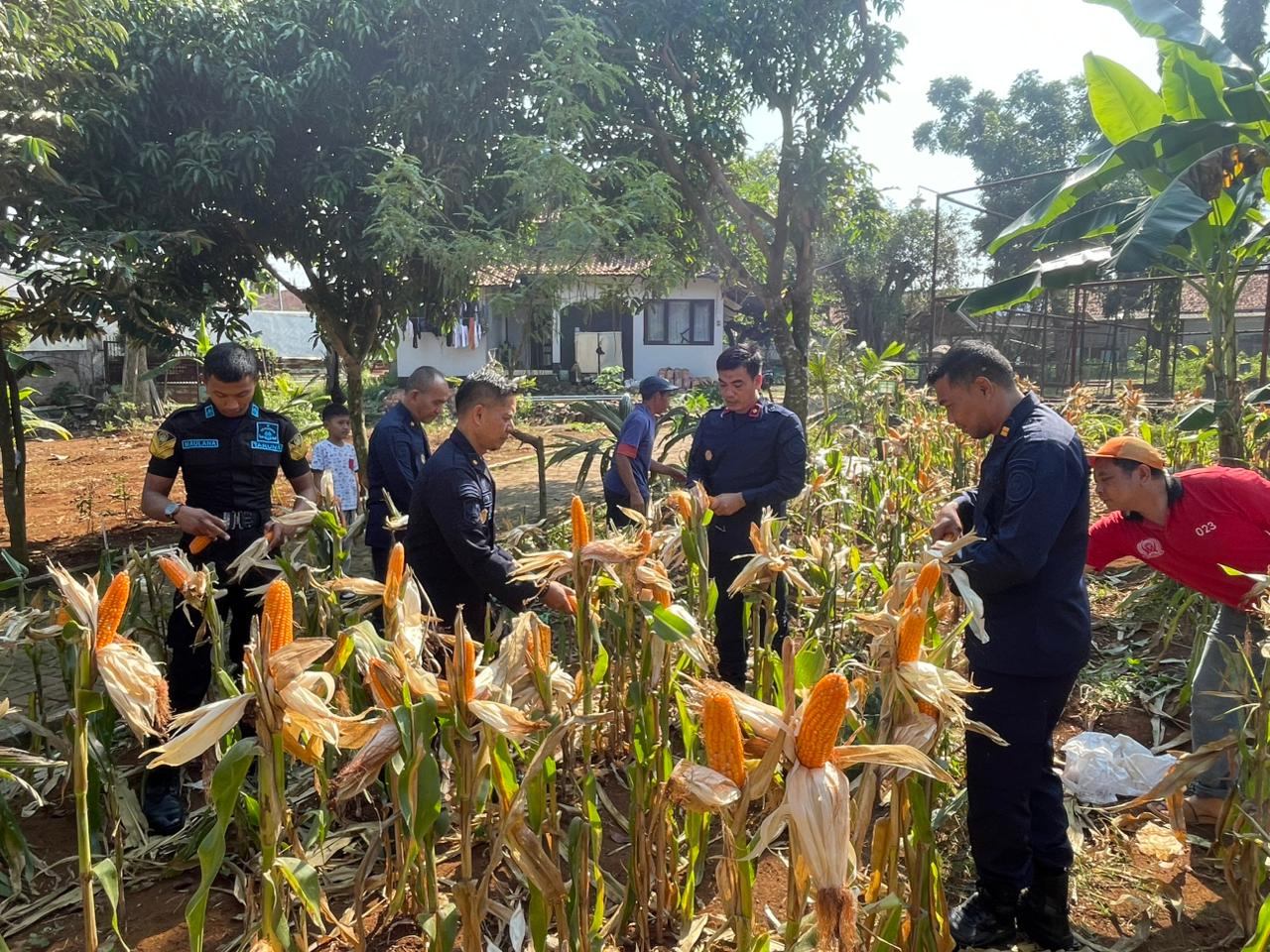 Dukung Ketahanan Pangan, Kalapas Beserta Jajaran Pejabat Struktural dan Staf Lapas Batang Gelar Panen Raya Jagung di Lahan SAE